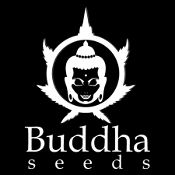 buddha seeds